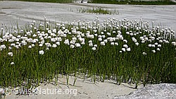 F051131: Wollgrasgürtel auf Sandbank