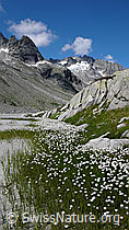 F051139: Wollgras und Brandlammhorn
