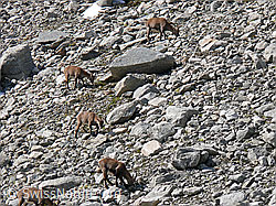 F051382: Rudel Steingeissen