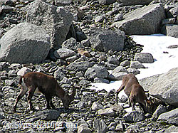 F051384: Steinbock und Steingeiss auf Nahrungssuche