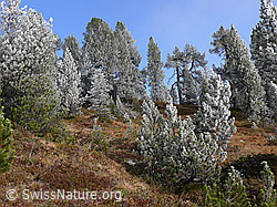F052560: Märchenhafter Föhrenwald