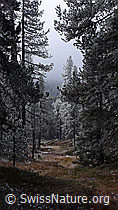 F052642: Nebelstimmung im Wald