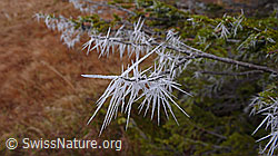 F052646: Nadeln aus Eis