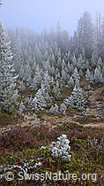 F052674: Geheimnisvoller Wald