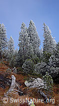 F052677: Urtümlicher Wald