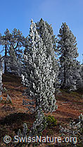 F052678: Raureifstimmung