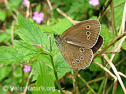 Photo: Brauner Waldvogel (Aphantopus hyperantus)