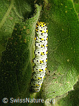 Brauner Mönch (Cucullia verbasci), Raupe (F053611)
