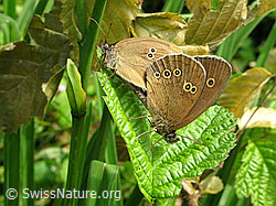 Photo: Schmetterlinge bei Paarung