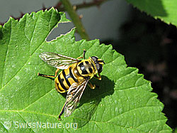 Totenkopfschwebfliege (Myathropa florea) auf grünem Blatt (F053630)