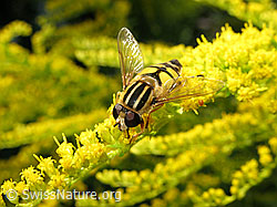 Mistbiene (Eristalis tenax) auf Kanadischer Goldrute (Solidago canadensis)