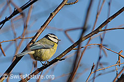 Blaumeise (Cyanistes caeruleus) (F053748)