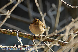 Buchfink (Fringilla coelebs), Weibchen (F053757)