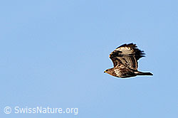 F053758: Mäusebussard im Flug