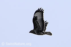 F053760: Mäusebussard