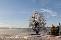 F054346: Mächtige Linde im Morgenlicht