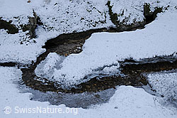 F054685: Schmelzendes Eis und Raureif