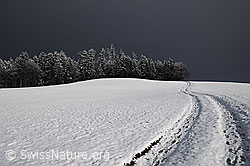 F054768: Schneefläche, Weg und Winterwald