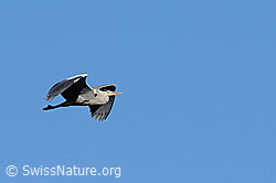 Foto: Fliegender Graureiher (Ardea cinerea)