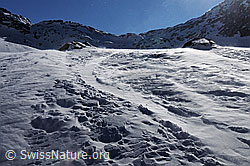 F055629: Wind und verwehte Spuren im Schnee