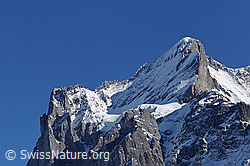 F056208: Scheideggwetterhorn, Wetterhorn und Gutzgletscher