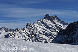 F056209: Klein Schreckhorn, Schreckhorn und Lauteraarhorn