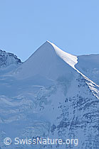 F056247: Silberhorn
