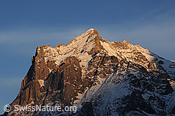 F056358: Scheideggwetterhorn und Wetterhorn im Abendlicht