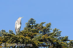 Foto: Reiher (Ardea cinerea) auf Tannenast sitzend