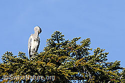 Foto: Graureiher (Ardea cinerea) putzt sein Gefieder