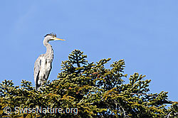 Foto: Fischreiher (Ardea cinerea) auf Tanne sitzend