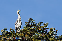 Foto: Fischreiher (Ardea cinerea) auf Tanne