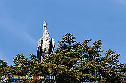 Foto: Graureiher (Ardea cinerea) auf Baumkrone