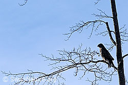 F056432: Raubvogel: Mäusebussard