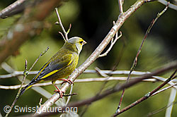 Grünfink (Chloris chloris), Männchen (F056612)