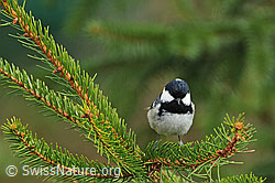 Photo: Tannenmeise
