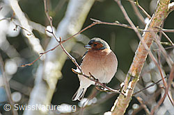 Buchfink (Fringilla coelebs), Männchen (F056629)