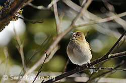 F056639: Buchfink