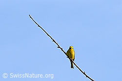 F056647: Singvogel auf Zweig sitzend