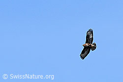 F056659: Raubvogel im Flug
