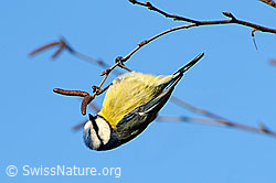Blaumeise (Cyanistes caeruleus) (F056671)