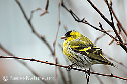 Erlenzeisig (Carduelis spinus), Männchen (F056677)