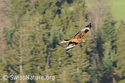 F056819: Rotmilan auf der Jagd