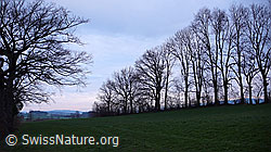 F056846: Silhouette einer Baumreihe