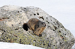 F056962: Murmeltier auf Felsblock