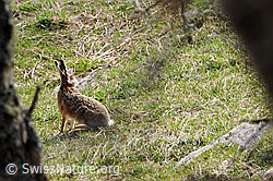 F056974: Feldhase im Gras sitzend
