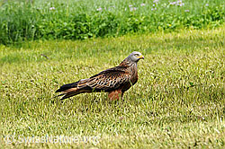 F057177: Greifvogel im Feld