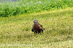 F057180: Raubvogel im Feld