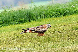 F057184: Raubvogel auf Nahrungssuche
