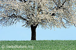 F057194: Blühender Baum